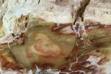 Polished Petrified Wood Limb - Madagascar #105083-2